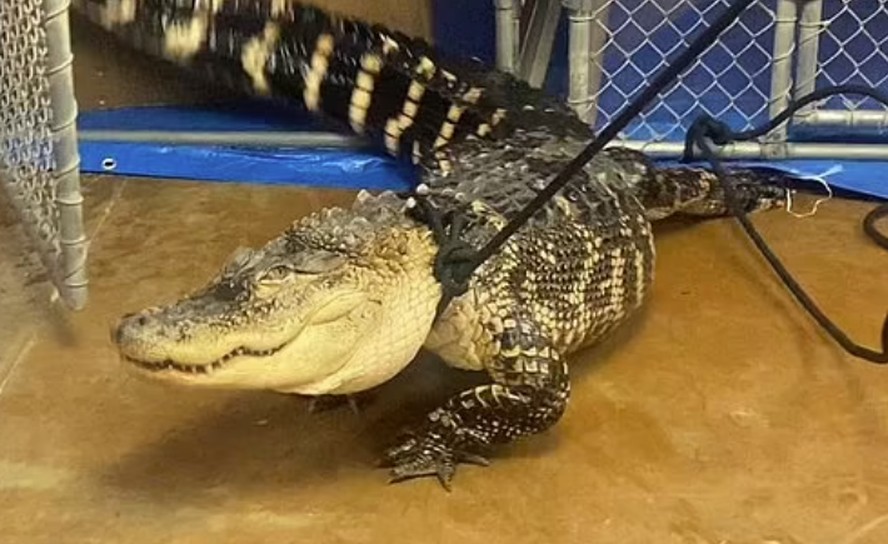 Big Mack, crocodilo resgatado após ser mantido em porão por 12 anos nos EUA