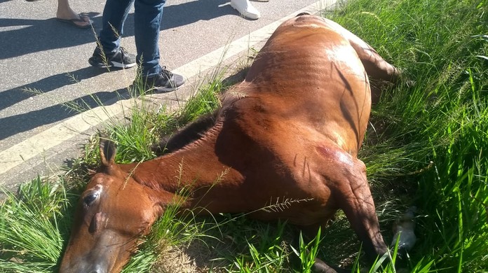 terceiro cavalo baleado por motorista morre em valenca sul do rio e costa verde g1