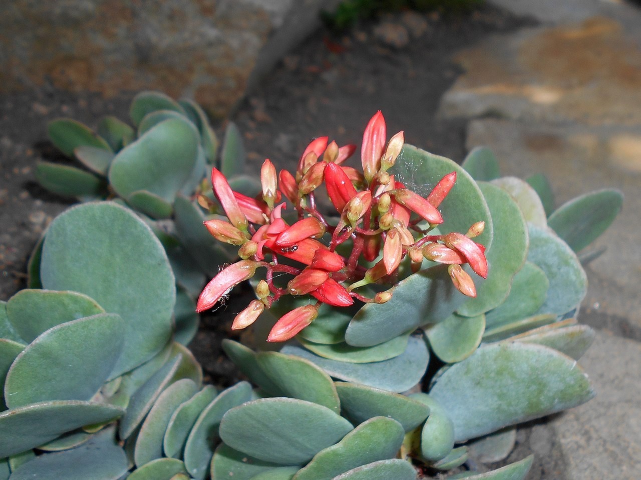 Conhecida como flor-da-fortuna, a Kalanchoe farinacea tem preferência por locais quentes e úmidos   (Foto: Salicyna / Wikimedia Commons)