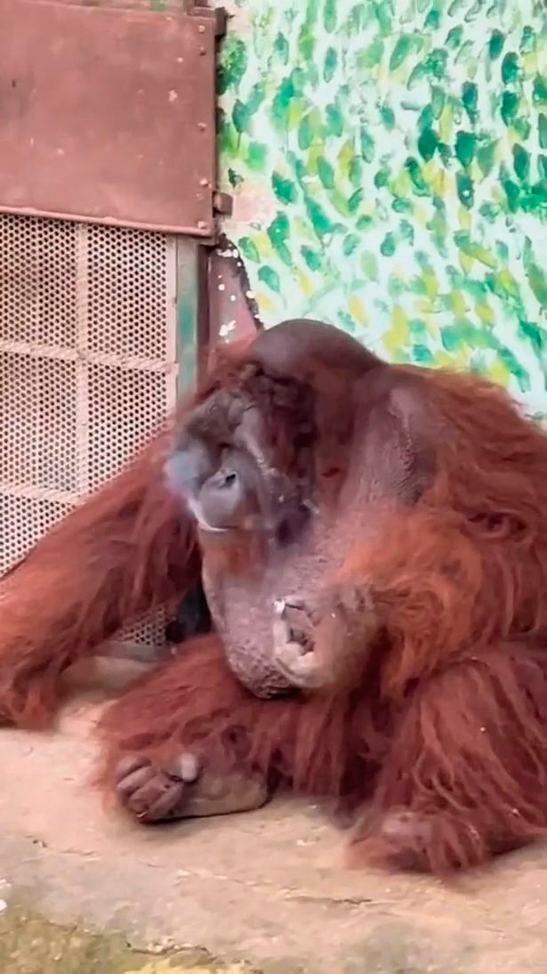 Orangotango fuma em zoológico no Vietnã (Foto: reprodução)