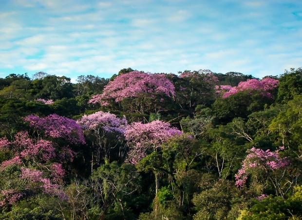 Parque Ecológico de Goiânia (Foto: Reprodução)