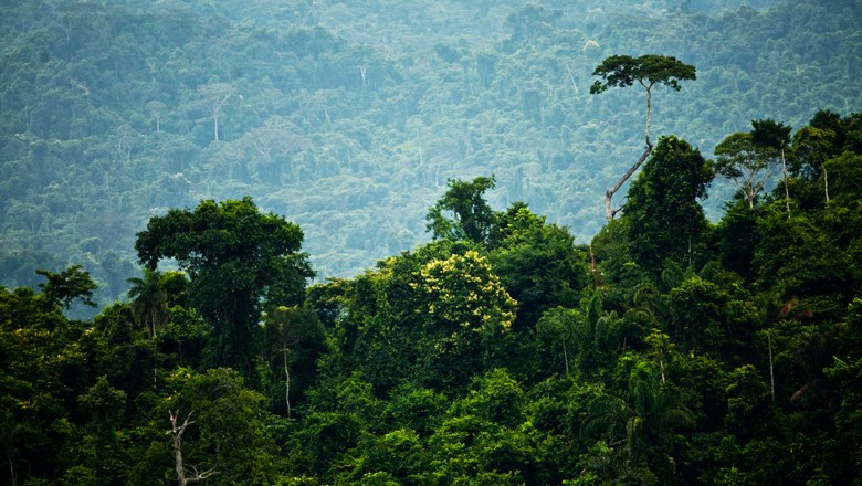 floresta-amazonia-amazonica (Foto: Globo Rural)