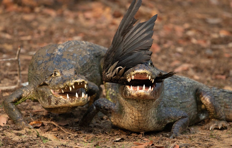 Fotógrafo Araquém Alcântara registra fuga de animais durante as queimadas no Pantanal. — Foto: Araquém Alcântara/Divulgação