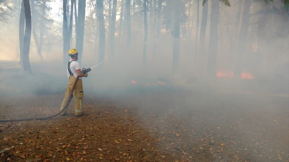 Bombeiro combate incêndio no Parque da Cidade, em Brasília — Foto: Corpo de Bombeiros/ Divulgação