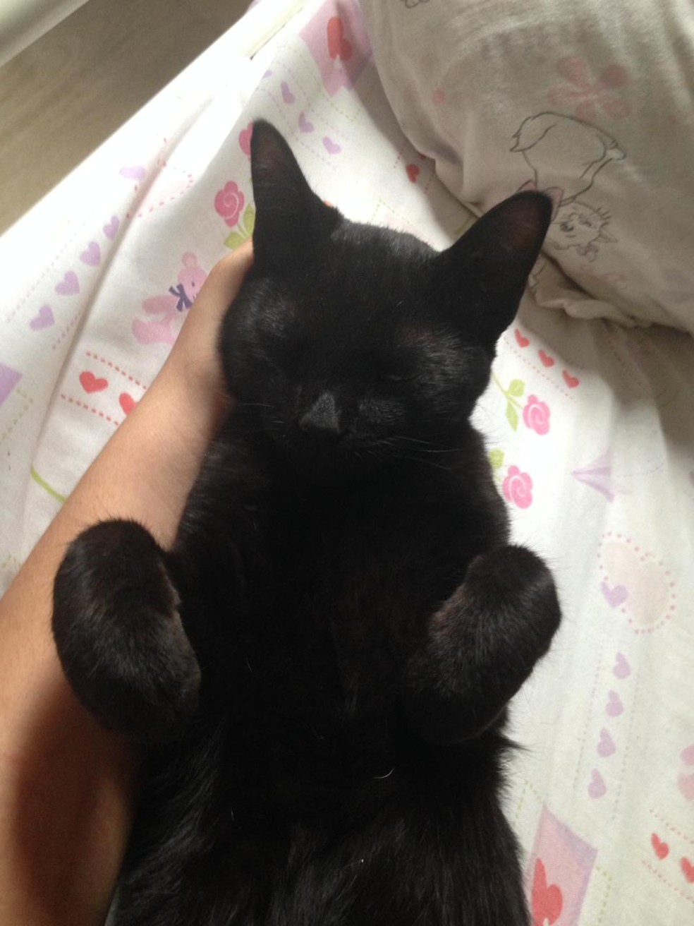 pic Imagens De Um Gato Preto g1 globo