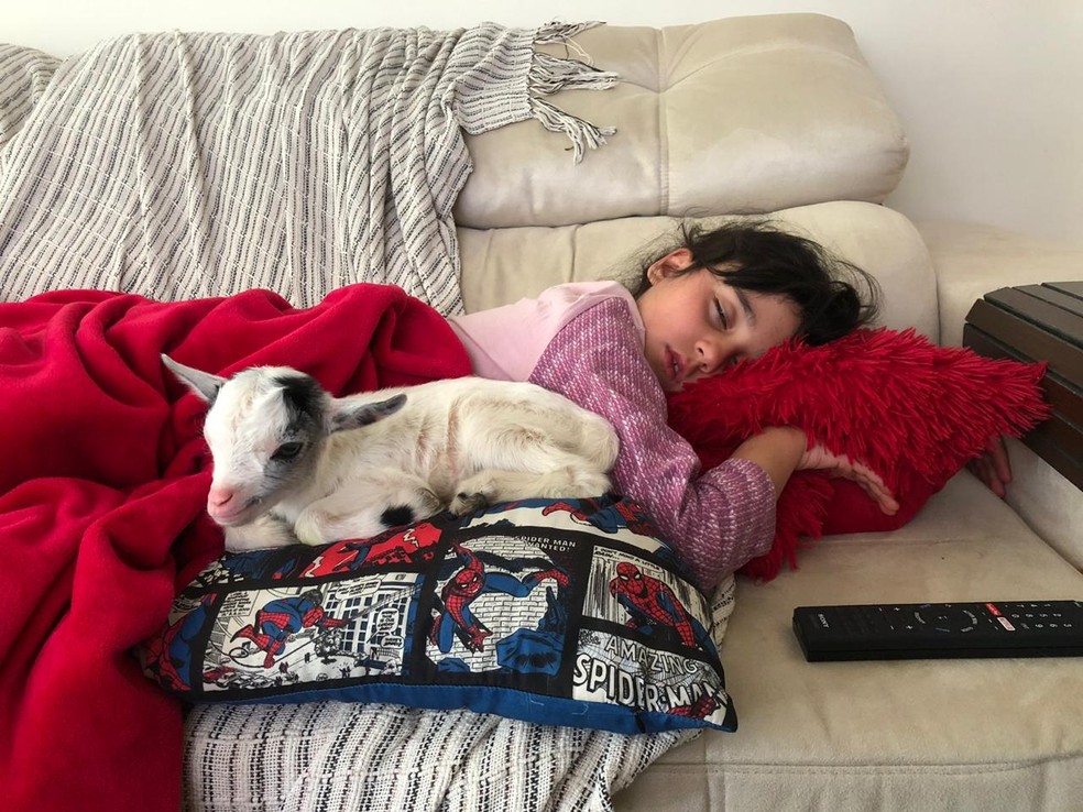 Júlia e Bebel não se desgrudam e menina chega a levar cabrita para dormir com ela — Foto: Arquivo Pessoal