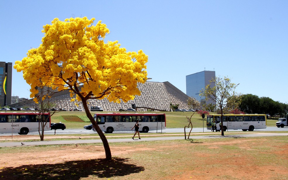 Ipê nas proximidades do Teatro Nacional de Brasília (Foto: Vianey Bentes/TV Globo)
