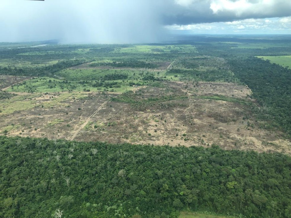 O desmatamento assombra a biodiversidade brasileira  — Foto: Ananda Porto/TG