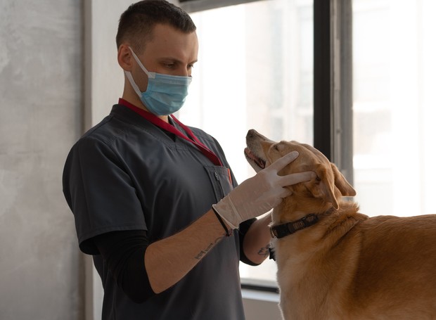 Ao notar qualquer problema na pele do animal, o tutor deve procurar o veterinário (Foto: Pexels / Mikhail Nilov / CreativeCommons)