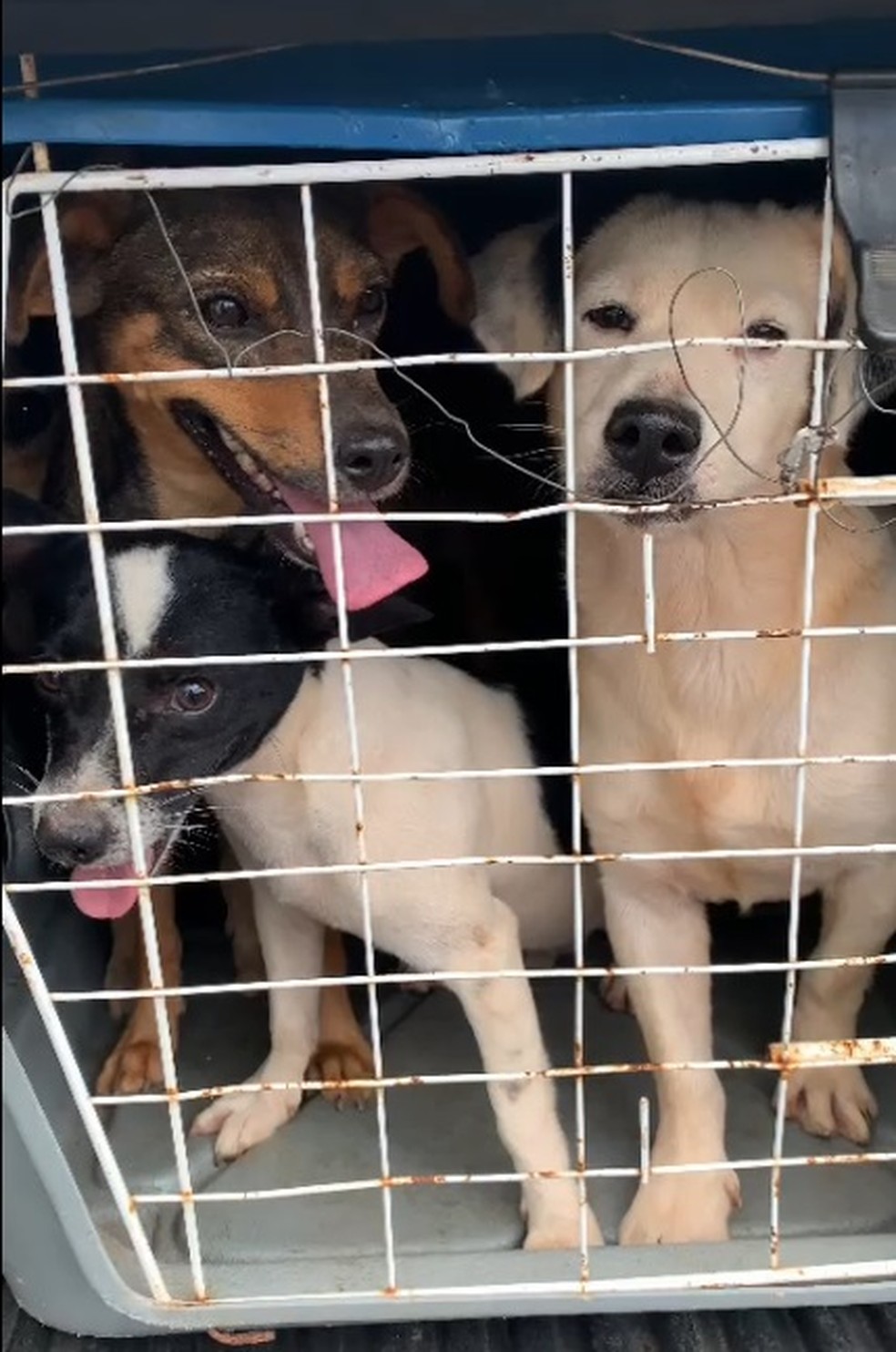 Animais são resgatados de casa de tutora em Itobi — Foto: APAN/Divulgação