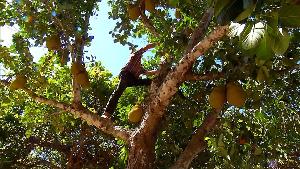 Agricultor pretende colher 8 mil frutos com as 160 jaqueiras do seu sítio, no interior potiguar  (Foto: Reprodução Inter TV Costa Branca )