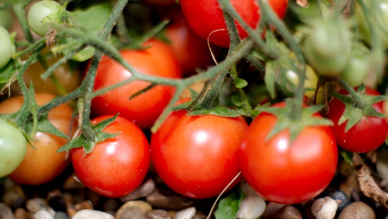 tomate-hortifruti (Foto: Andy Rogers/CCommons)