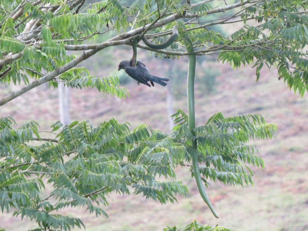 A serpente se defende com botes que incluem mordida, inje&ccedil;&atilde;o de veneno e golpes com a cabe&ccedil;a &mdash; Foto: Luiz Henrique Queiroz/VC no TG