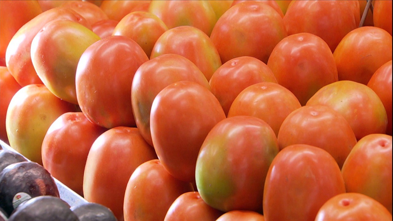 tomate-tv-agrotóxico-cultivo (Foto: Reprodução/ TV Globo)