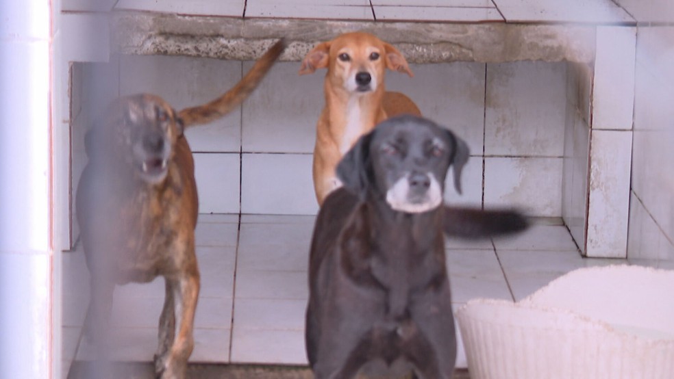 Cerca de 2.200 animais aguardam adoção na Suipa, no RJ — Foto: Reprodução/TV Globo