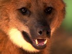 Projeto monitora lobos que vivem na região de parque na Serra da Canastra