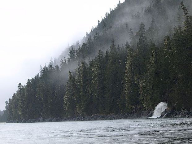 Floresta Temperada de Tongass, no sul do Alasca, Estados Unidos (Foto: Gillfoto / Wikimedia Commons / CreativeCommons)