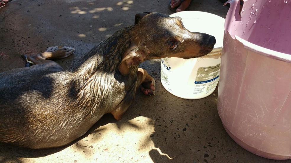 Macho inalou bastante fumaça segundos os bombeiros, mas passa bem (Foto: Corpo de Bombeiros / Divulgação )