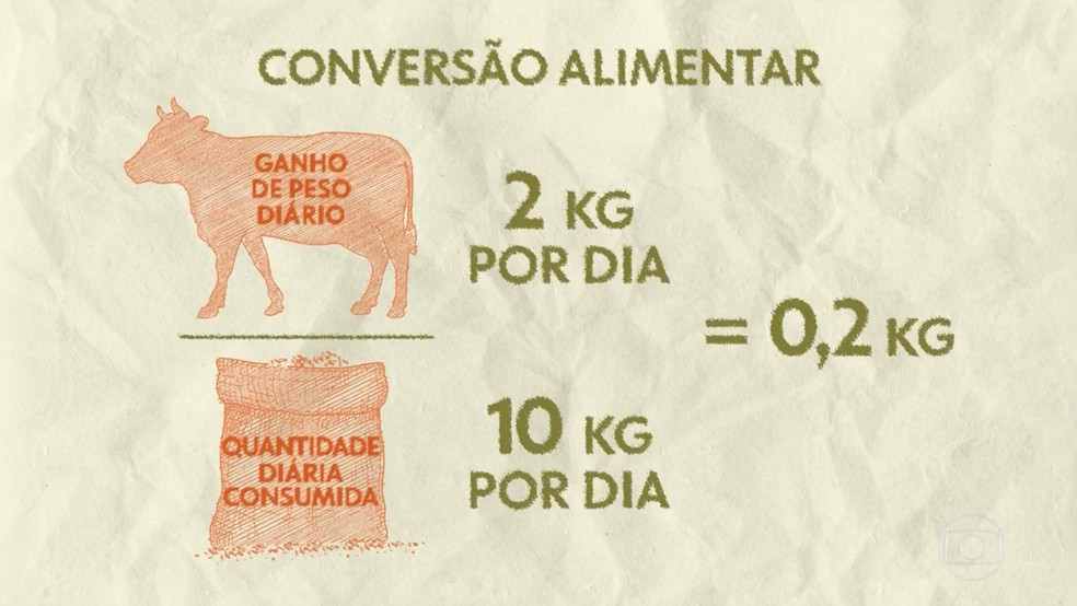Infográfico mostra divisão do ganho de peso diário do animal em relação a quantidade diária de comida. — Foto: Reprodução/TV Globo