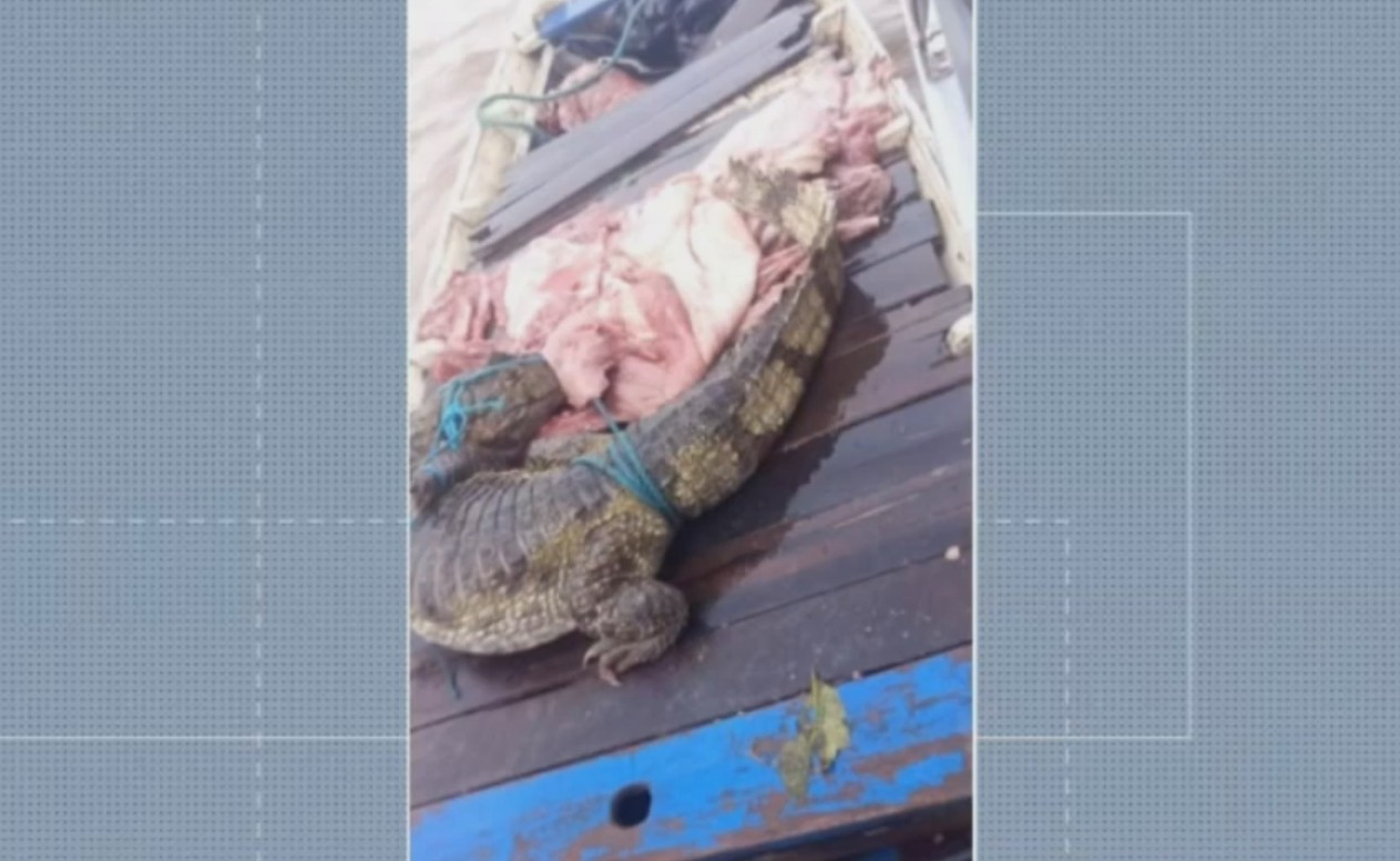 JacarÃ© Ã© resgatado de embarcaÃ§Ã£o com mais de 200 kg de carne de capivara, no MarajÃ³