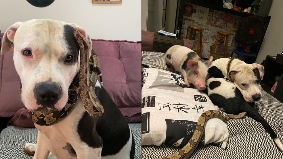 Costelinha tem boa relação com seus amigos Lasanha (cachorro) e Feijoada (porco) — Foto: Arquivo Pessoal