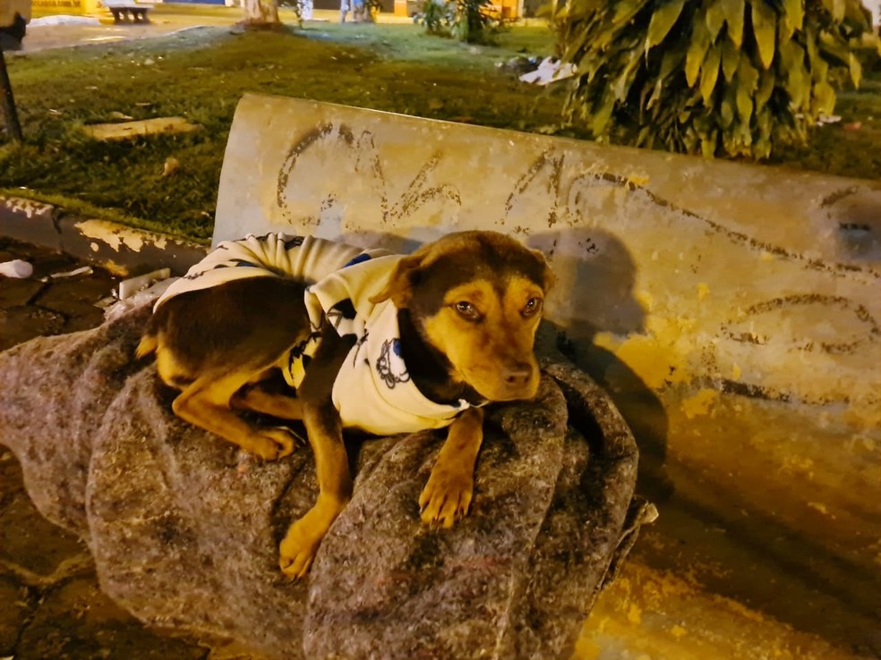 Animais de rua recebem doação de roupas e cobertores das voluntárias da Uipa em Itapetininga — Foto: Arquivo Pessoal