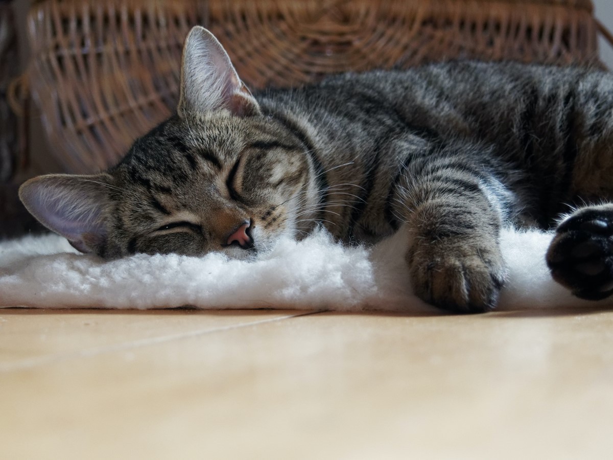 Os tutores precisam colocar várias camas e cobertas na casa, para aquecer o gatos  (Foto: Pexels/ Christopher Schruff/ CreativeCommons)