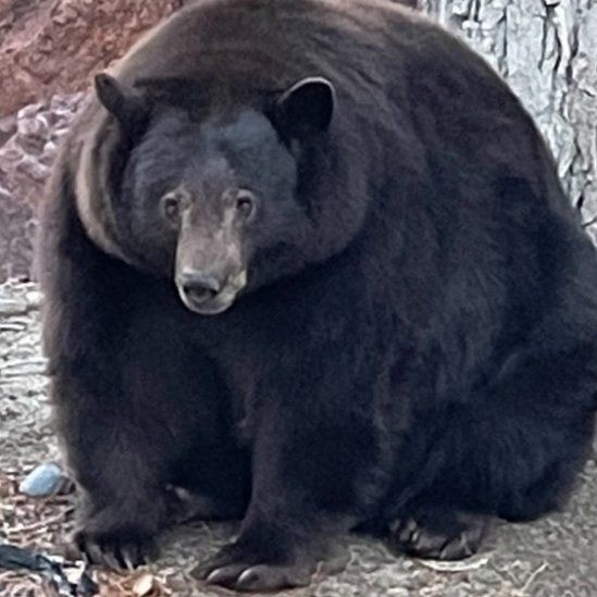 Polícia da Califórnia procura urso gigante após ataques a dezenas de casas   (Foto: Bear League via BBC News)