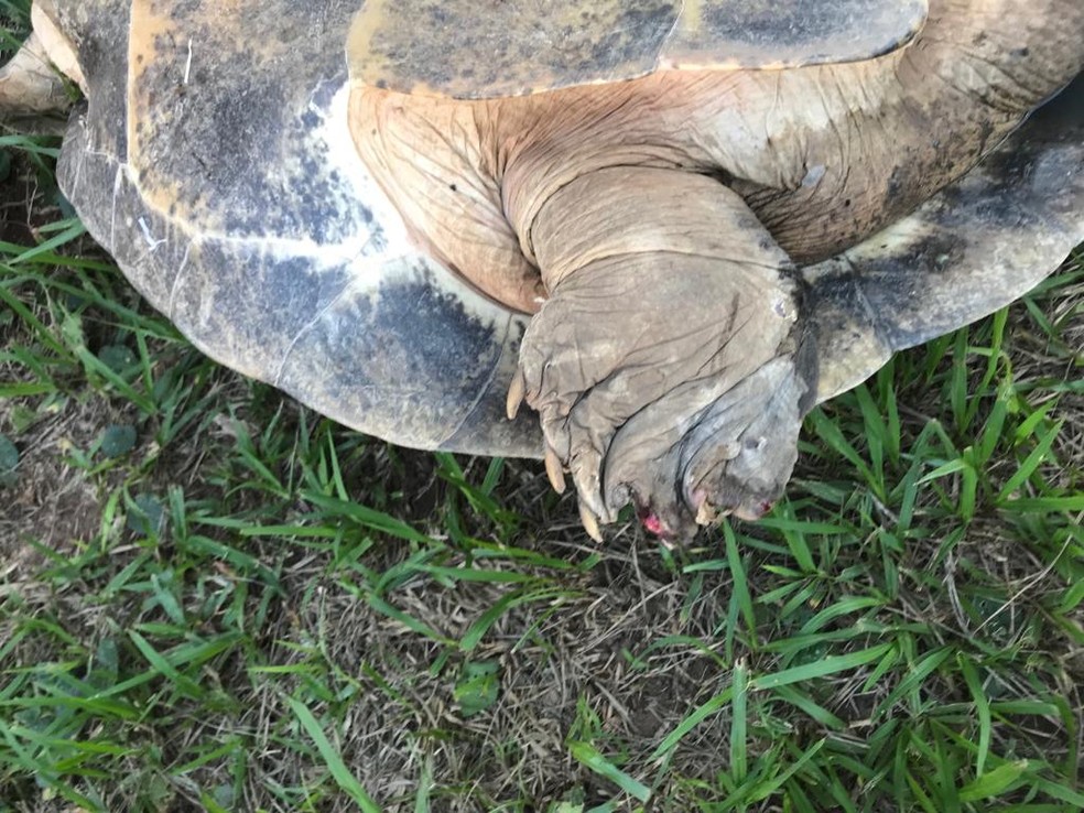 Várias tartarugas tinham ferimentos nas patas e pescoço — Foto: Polícia Civil/Divulgação