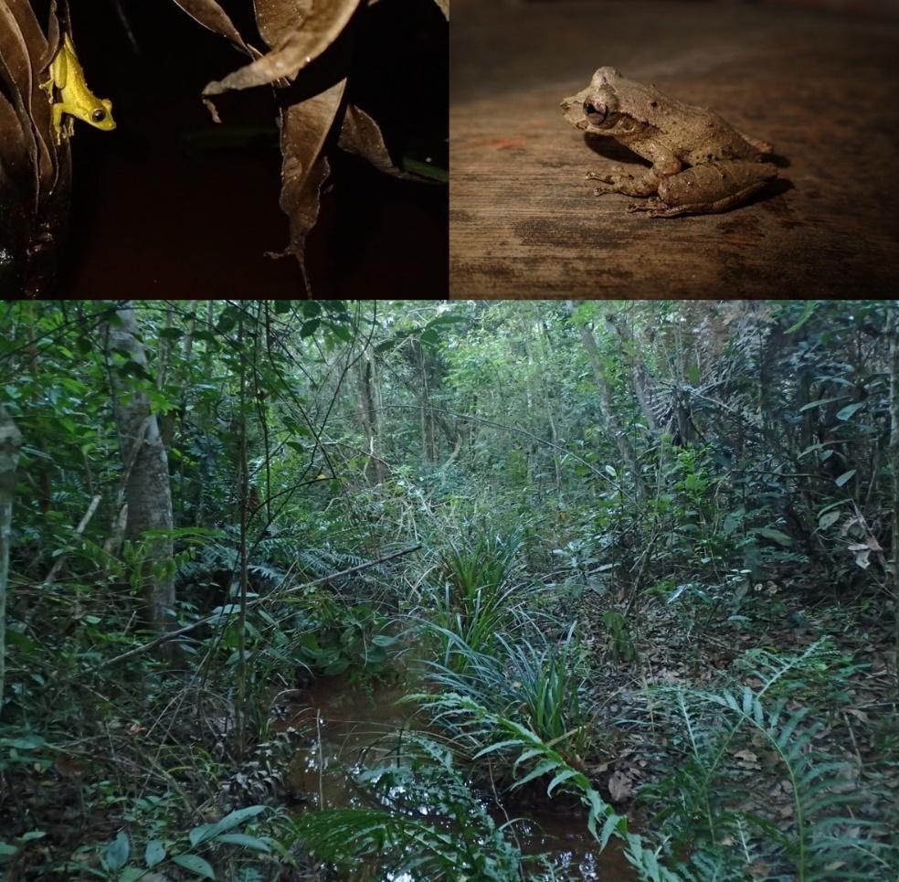 Perereca Scinax pixinguinha exibindo sua coloração noturna (à esquerda) e diurna (à direita). Abaixo, habitat da nova espécie no município de Santa Teresa, na região serrana do Espírito Santo (Foto: JVALacerda)