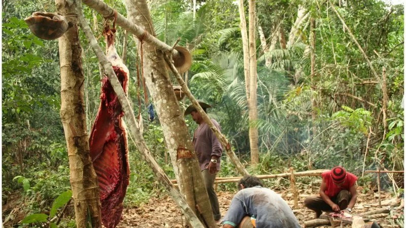 Ribeirinhos preparam carne de anta e jabuti para alimentação em uma das comunidades da floresta Amazônica visitadas pelos pesquisadores (Foto: LUKE PARRY/ DIVULGAÇÃO via BBC)
