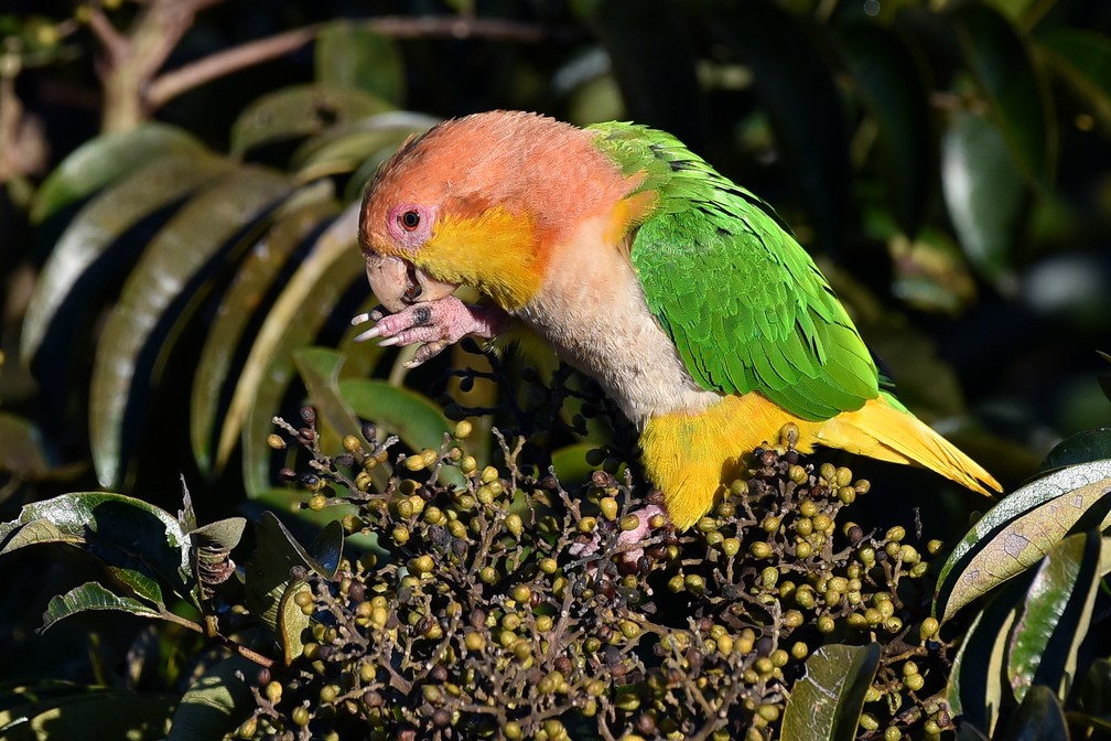 A espÃ©cie tem como hÃ¡bito se alimentar de sementes â Foto: Rudimar Narciso Cipriani / TG