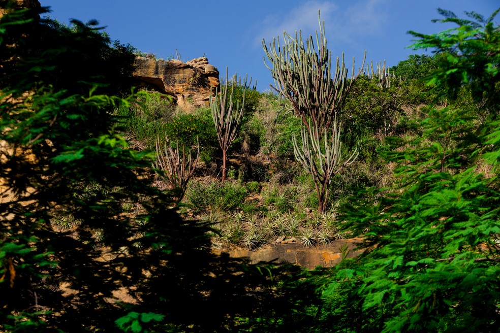 Cactos do tipo facheiro (Pilosocereus pachycladus), são vistos durante amanhecer na Baixa do Chico, no norte da Bahia — Foto: Marcelo Brandt/G1