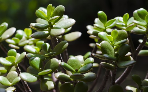 Planta Jade: uma suculenta versátil e fácil de cuidar - Casa Vogue |  Paisagismo