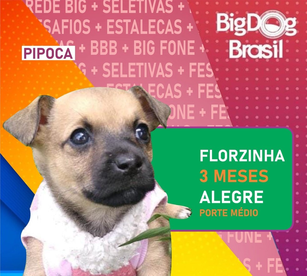 Big Dog Brasil Inspirada No Bbb Prefeitura De Pinhais Coloca Caes No Paredao Para Ganharem Novo Lar Parana G1