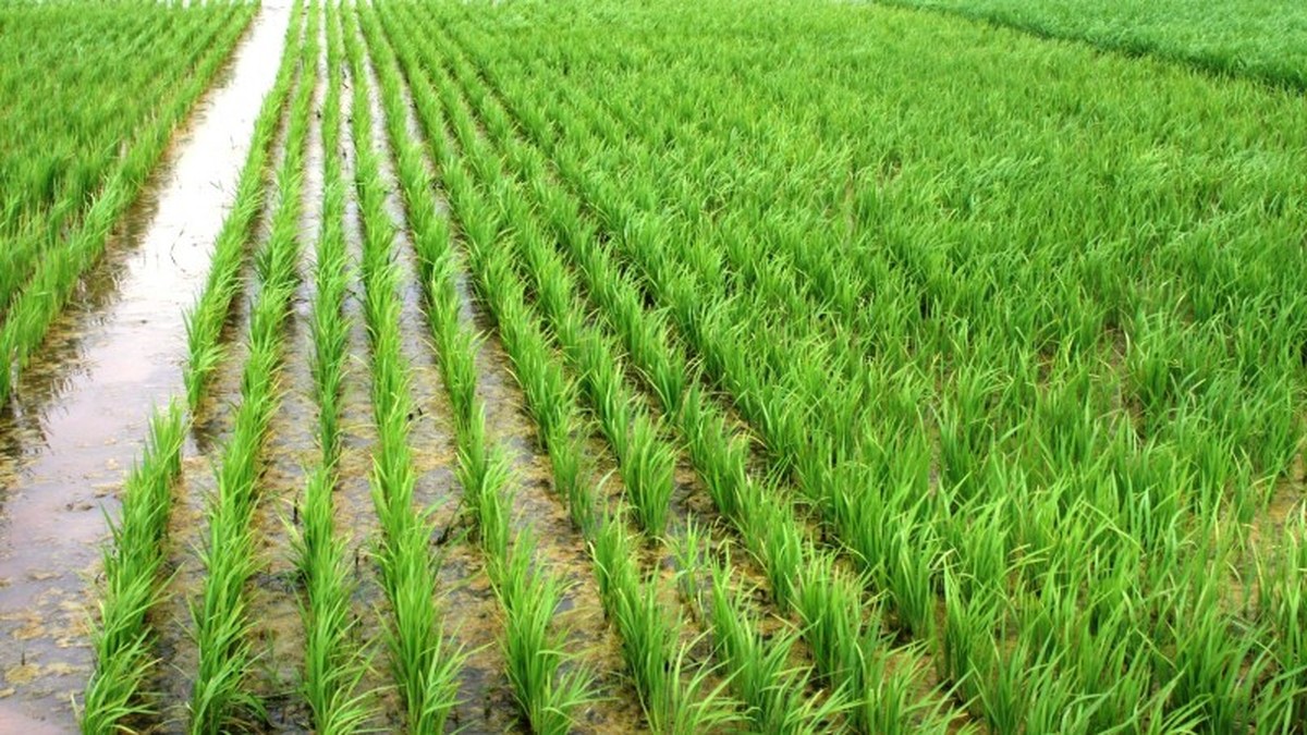 Veja como a crise hídrica está afetando a produção de alimentos