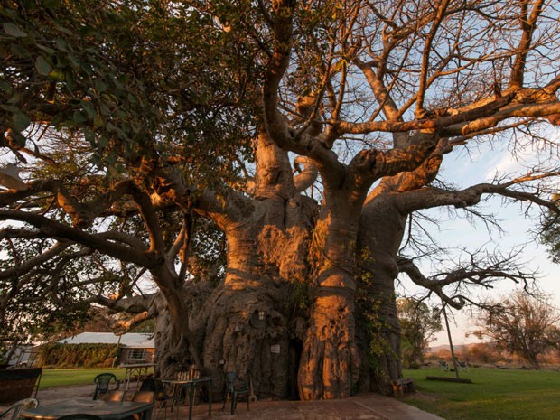 O grande baobá fica dentro de uma fazenda (Foto: Big Baobab/Divulgação)