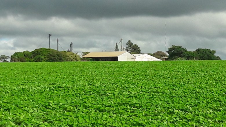 agricultura-soja-lavoura-fiorese (Foto: Raphael Salomão/Ed. Globo)