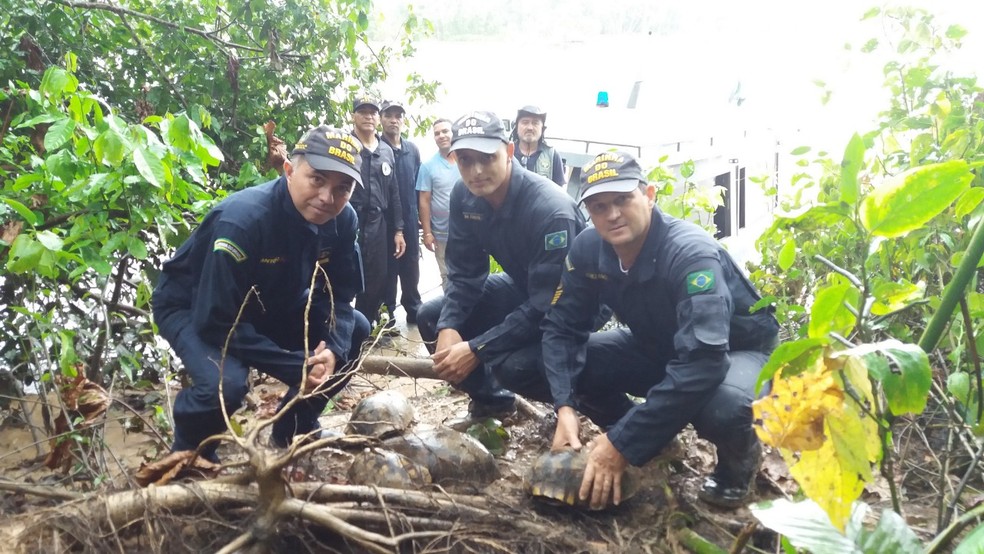 Jabutis foram liberados pelo Imac e homens da Marinha  — Foto: Divulgação/Imac