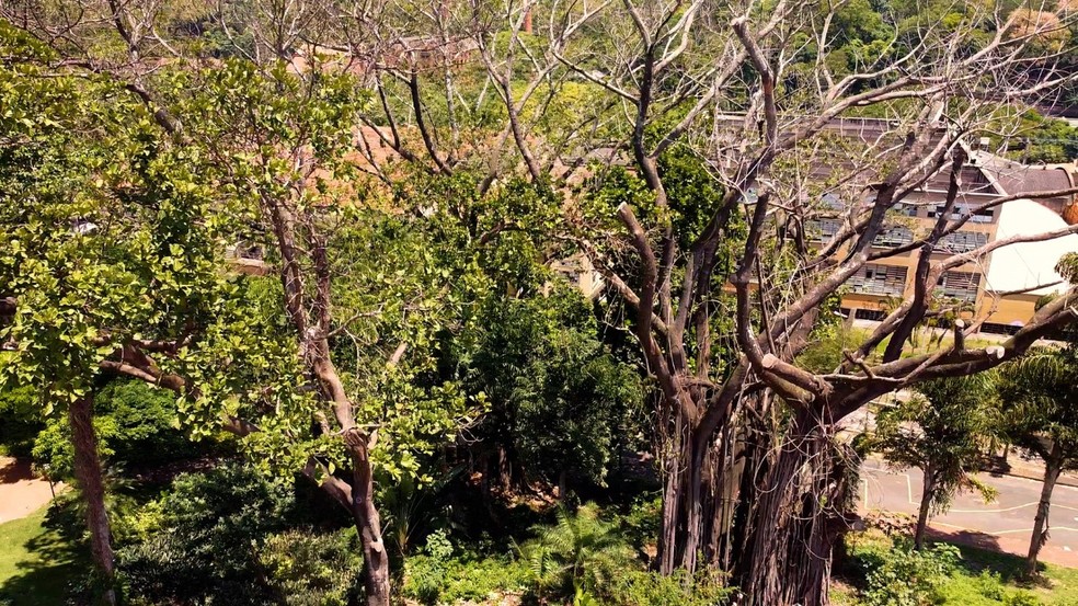 Árvores devem ser removidas em Piracicaba — Foto: Mayco Barbon