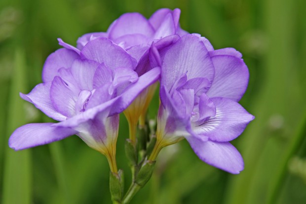 "Purple fresia, please see also my other garden flowers in my lightbox:" (Foto: Getty Images)