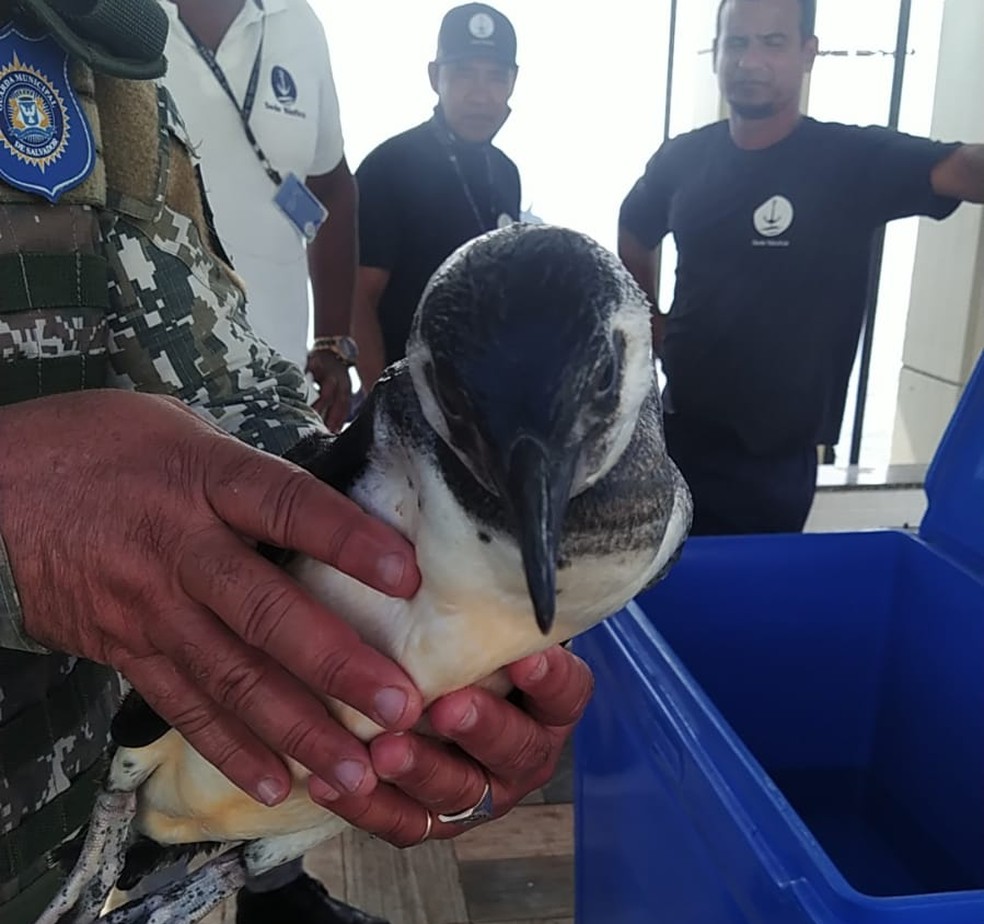 Em julho deste ano, pinguim foi resgatado em Salvador — Foto: GEPA