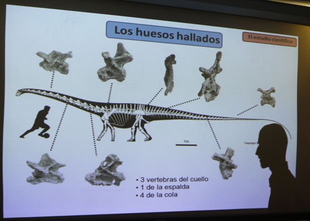 Presentación de diapositivas muestra fósiles de dinosaurios encontrados por científicos en Argentina (Foto: Jorge Antonio González/Reuters)