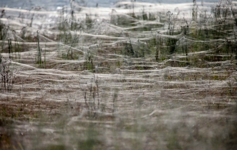 Teia construída por milhões de aranhas cobre parte de cidade na Austrália (Foto: Daniel Munoz)