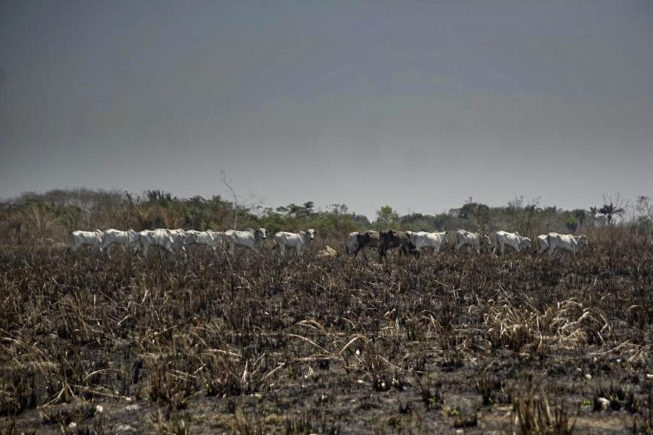 7 das 10 cidades que mais emitiram carbono no Brasil estão na Amazônia e lideram taxas de desmatamento thumbnail