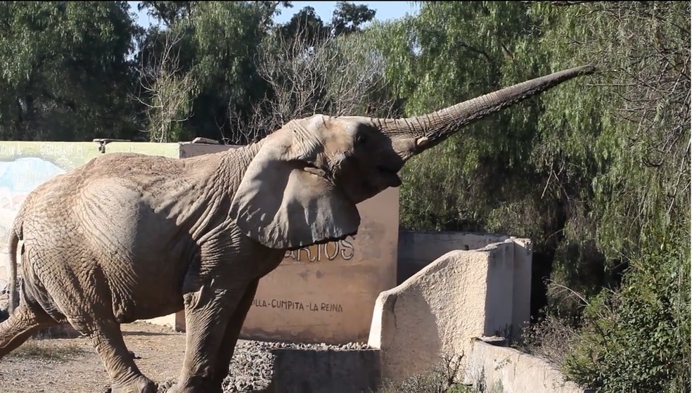Elefanta africana Kenya está em um zoológico na Argentina e deve ser levada para Mato Grosso — Foto: SEB/Divulgação