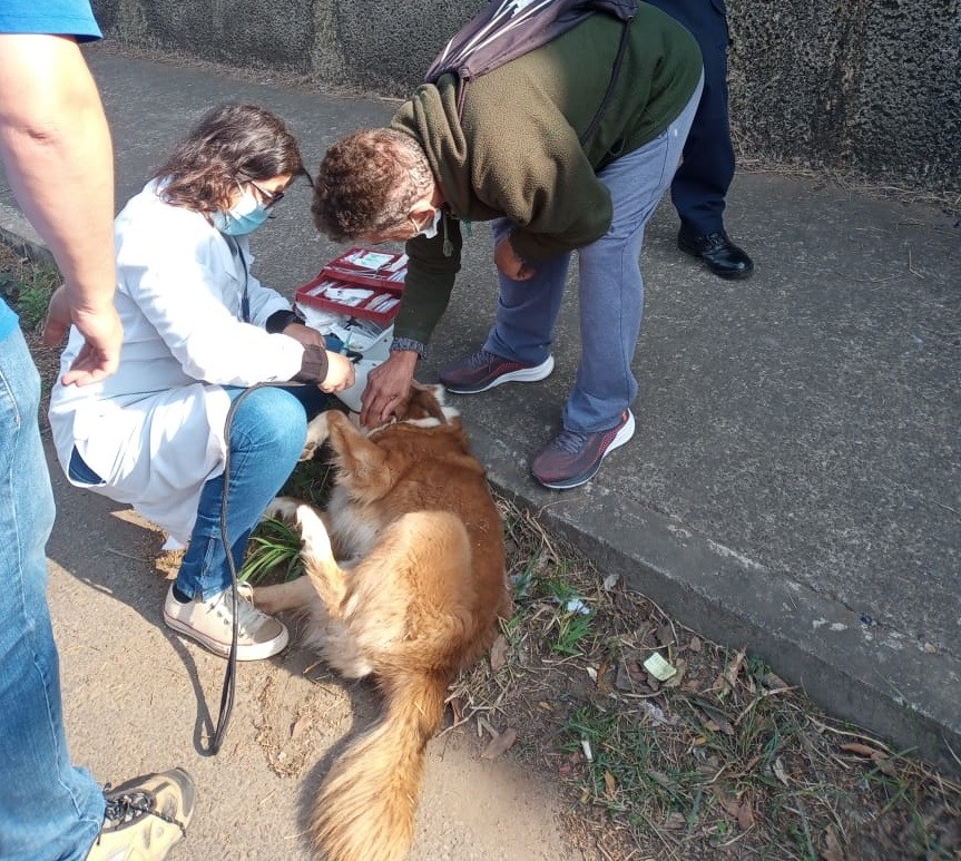 Em três dias, GCM de Piracicaba realiza resgate de dois cães; um deles sofreu queda de viaduto