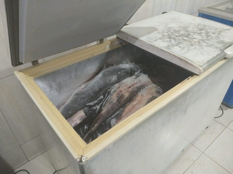 Peixes eram provenientes de pesca proibida (Foto: Polícia Ambiental/Cedida)