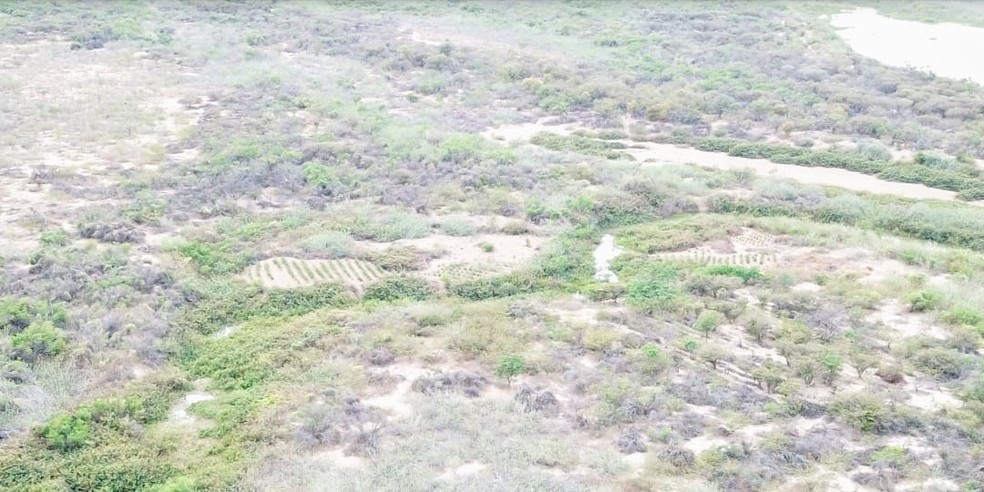 Plantação de maconha foi localizada após denúncias e uso de drone — Foto: SSP/ Divulgação