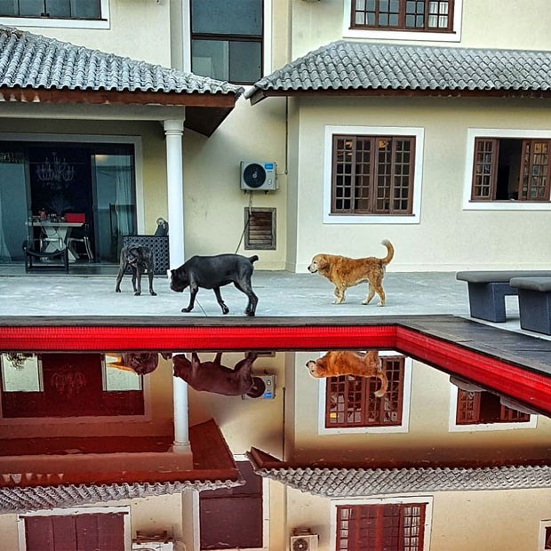 A piscina vermelha é um dos espaços de diversão de André Marques e pets (Foto: Reprodução/Instagram)